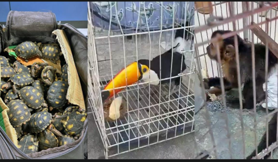 HQ Vida Livre, um Sonho Animal - Programa educativo do CEA