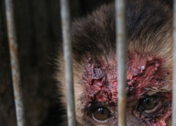 Free Life, an Animal Dream Comic Book - environmental education and fauna preservation